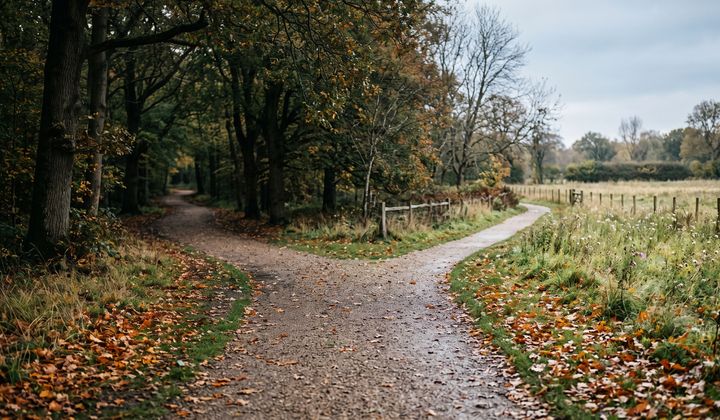 Ein Kiesweg im Park gabelt sich in zwei Wege, einer unter alten Bäumen, einer an einer Wiese entlang, im Morgenlicht