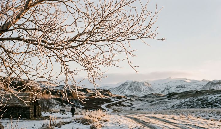 Feines Geflecht kahler, bereifter Birkenzweige vor blassem Winterhimmel in isländischer Landschaft im weichen Morgenlicht