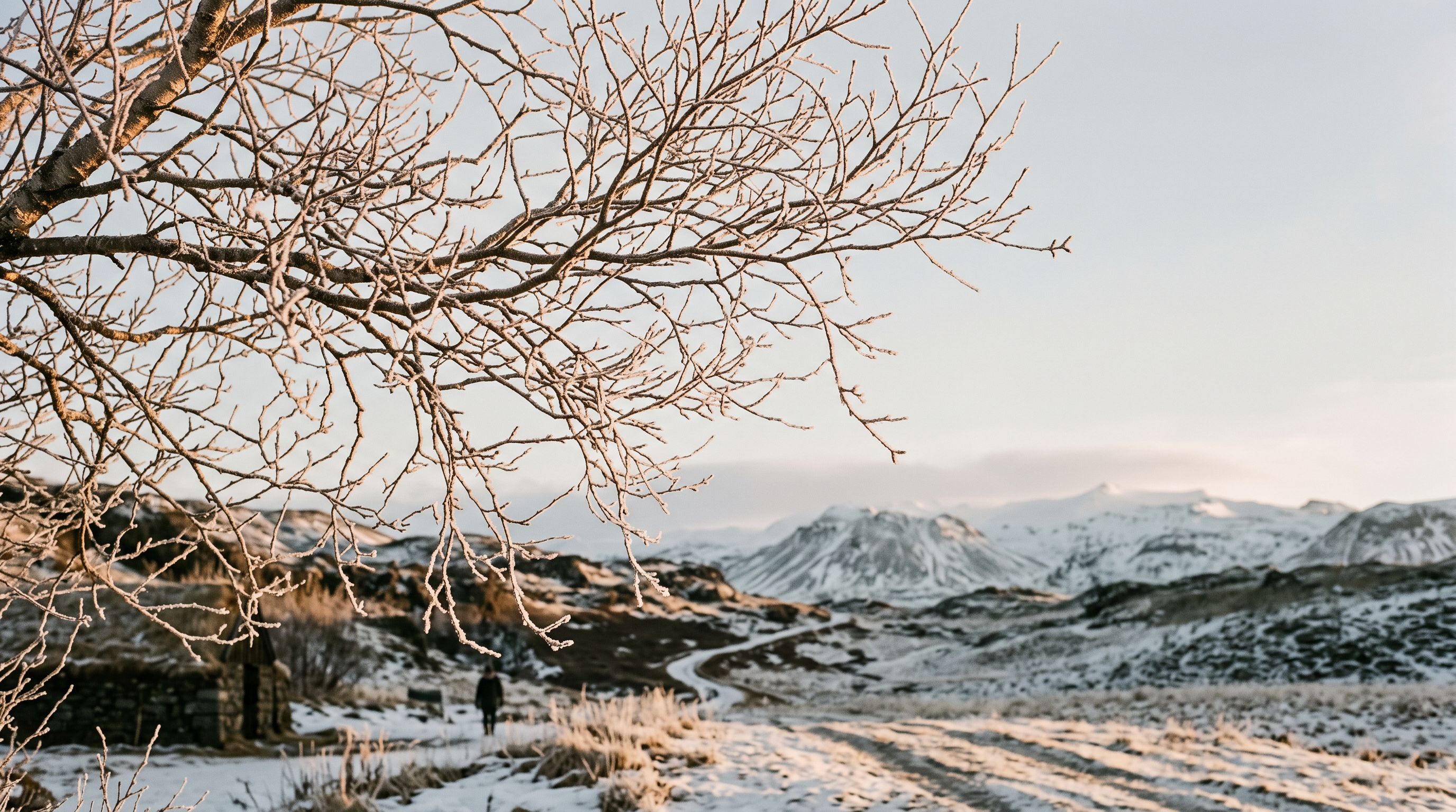 Feines Geflecht kahler, bereifter Birkenzweige vor blassem Winterhimmel in isländischer Landschaft im weichen Morgenlicht